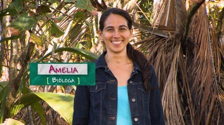 Video thumbnail: SciGirls Dra. Amelia Merced - Bióloga | Biologist