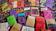 Bertie County Seeds