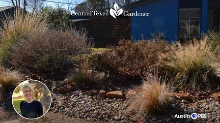Video thumbnail: Central Texas Gardener Winter Pruning: When and How