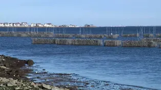 'Living shorelines' to aid communities at risk of flooding