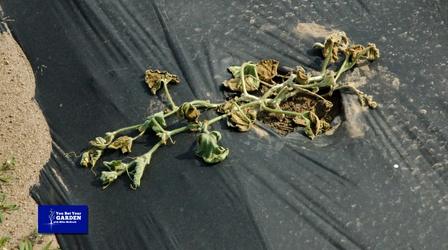 Video thumbnail: You Bet Your Garden You Bet Your Garden: S4 Ep15 Cucumber Complications