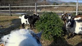 Video thumbnail: PBS NewsHour This farm has a novel way to dispose of Christmas trees