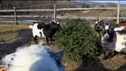 This farm has a novel way to dispose of Christmas trees