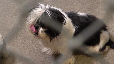 Video thumbnail: Rob on the Road Region Rising – Front Street Animal Shelter