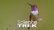 Animal Adaptation: How to Survive