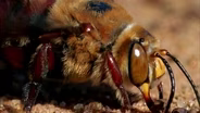 Bee Mating Frenzy Ends in Death