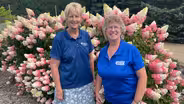 Growing Hydrangeas