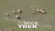 Elk: Elk Rancher