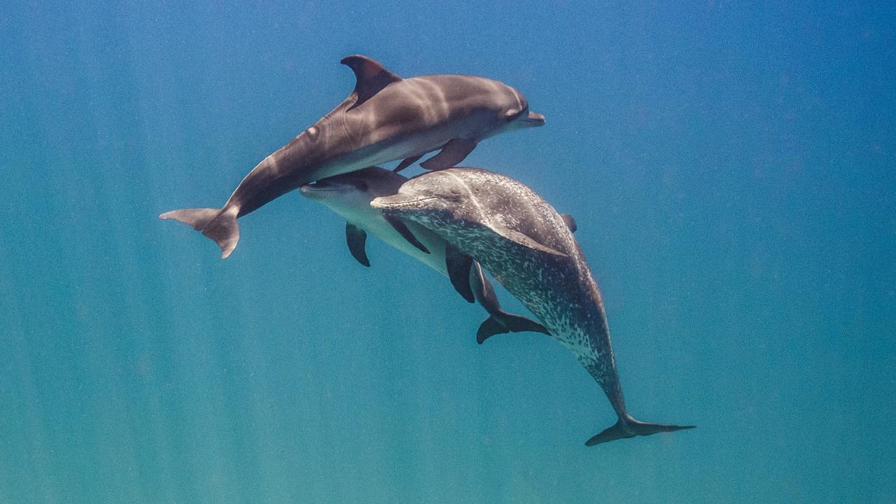 Changing Seas | Dolphins: Breaking the Code