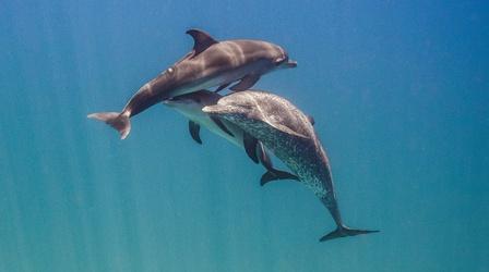 Video thumbnail: Changing Seas Dolphins: Breaking the Code