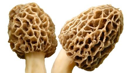 Video thumbnail: Reactions This (Edible) Mushroom Could Kill You