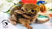 Injured Wildlife