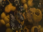 Bumblebee Barf