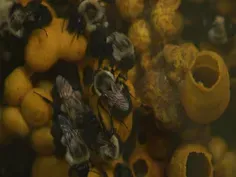 Bumblebee Barf
