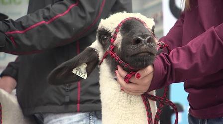 Video thumbnail: Almanac State Fair Sheep History with the Bobendrier Family