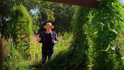 Vines