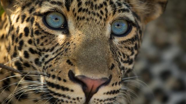 Nature | Preview of The Leopard Legacy
