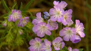 Preview of "Wildflowers"