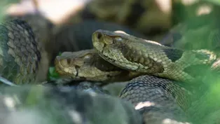 Rattler Country