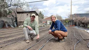 Growing the Perfect Carrots