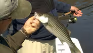 River Run Stripers