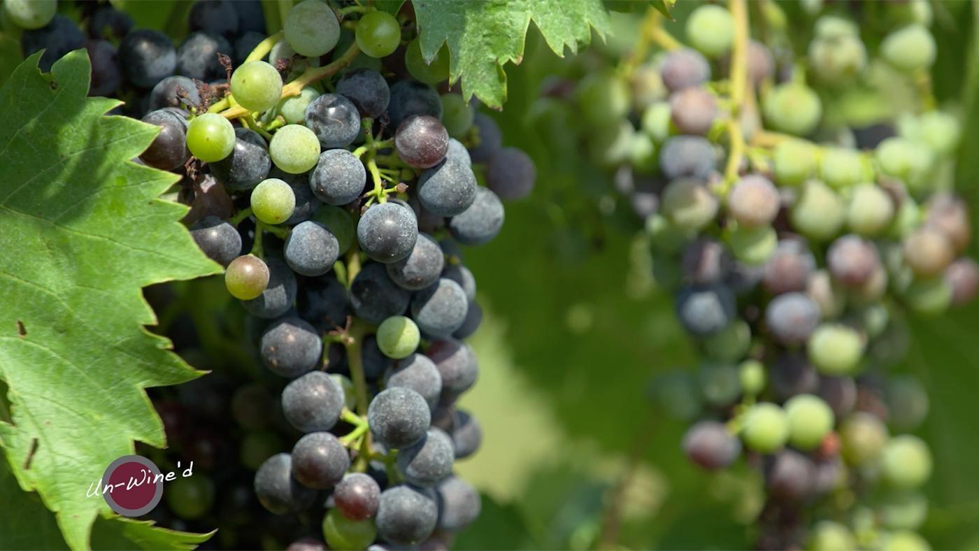 Un-Wine'd The Winery at Kindred Pointe Season Episode PBS