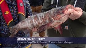 Video thumbnail: Chicago Tonight New Asian Carp Study Reaffirms Need to Protect Great Lakes