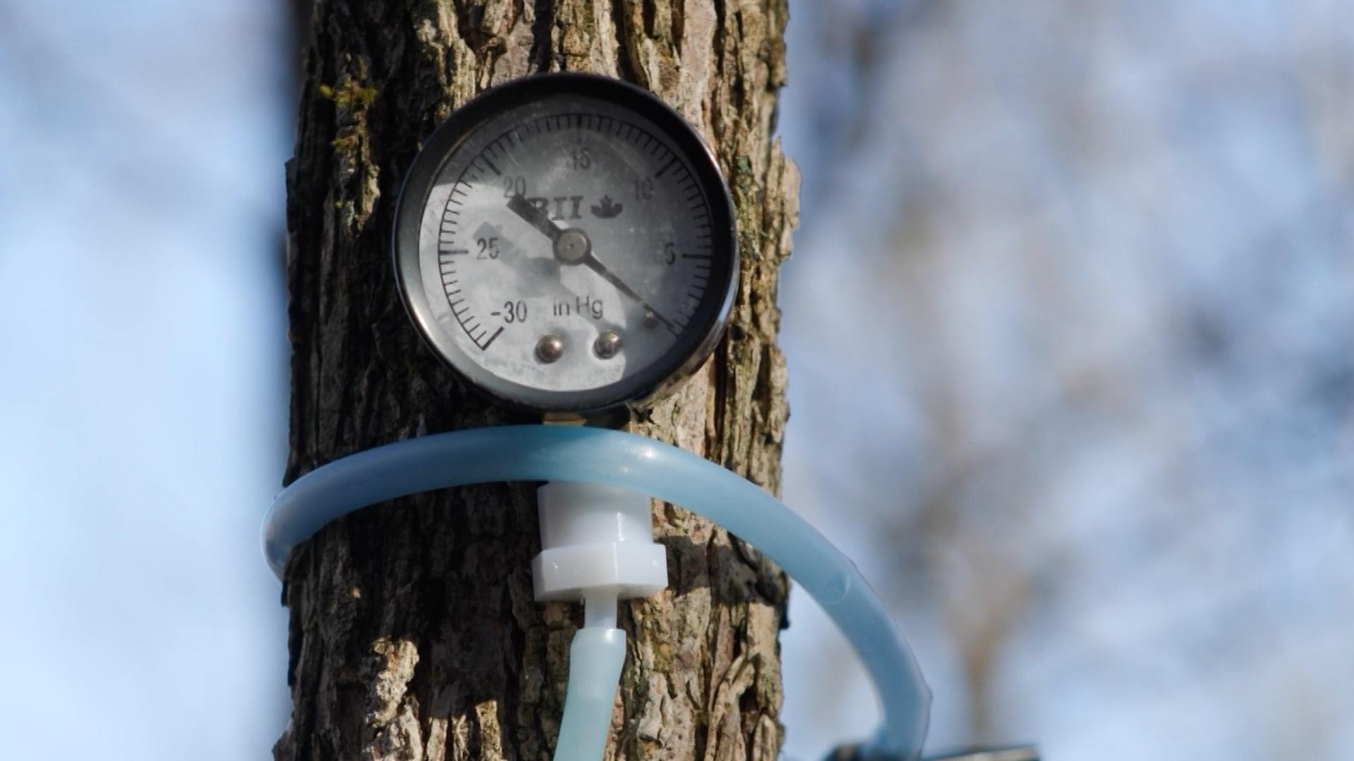 Is Maple Syrup an Untapped Resource in Kentucky?