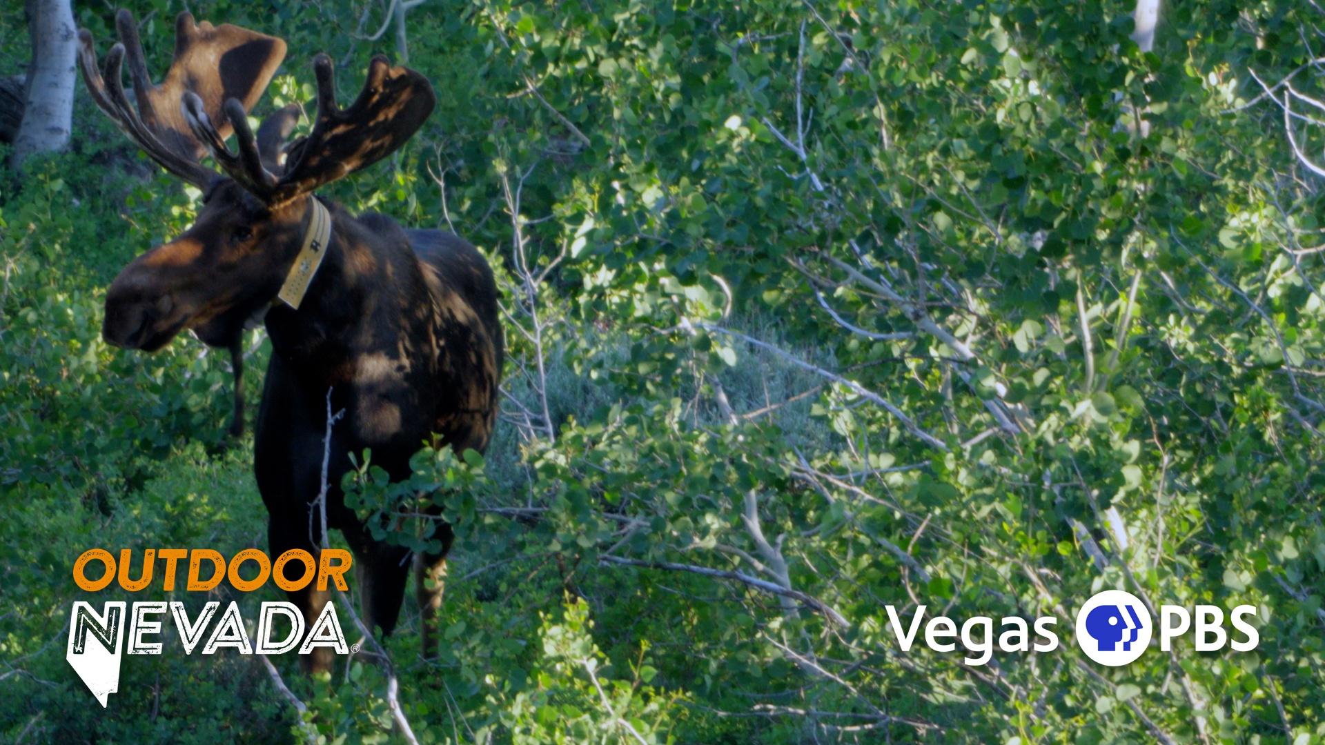 Outdoor Nevada tracks moose with the Department of Wildlife.