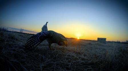 Video thumbnail: Prairie Sportsman Birds of the Prairie