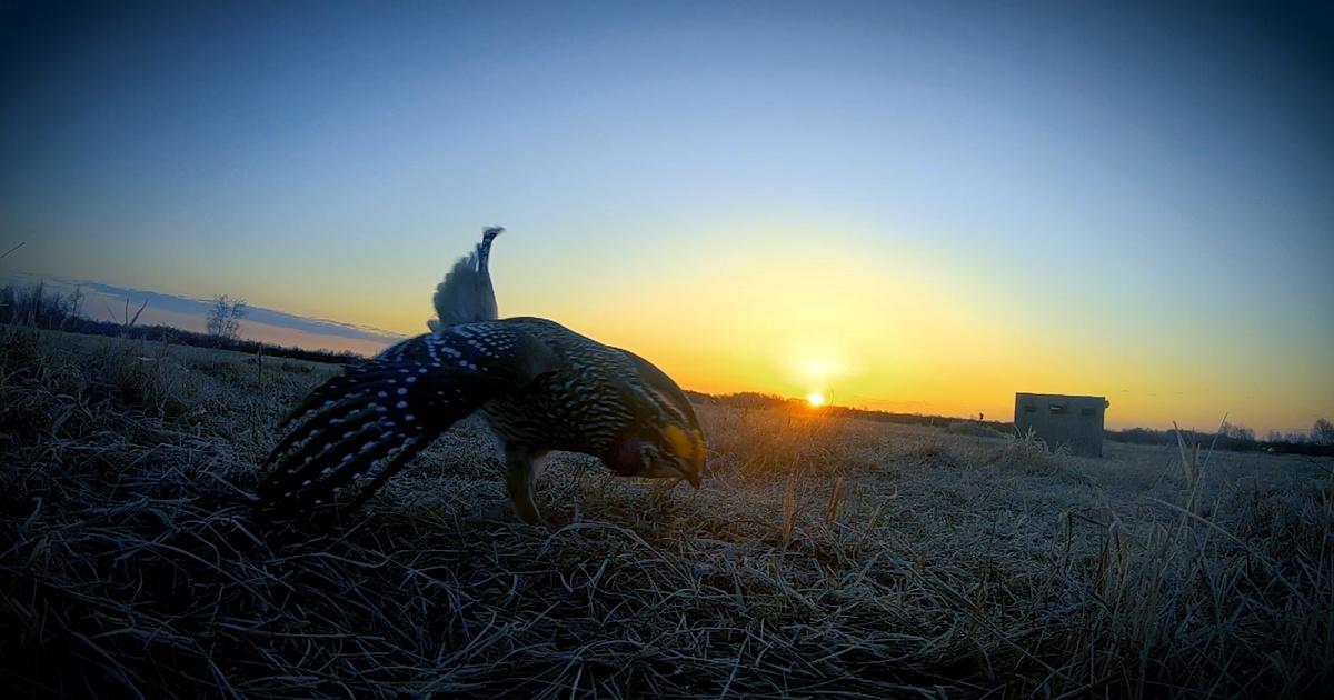 Prairie Sportsman | Birds of the Prairie | Season 11 | Episode 1 | PBS