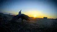 Birds of the Prairie