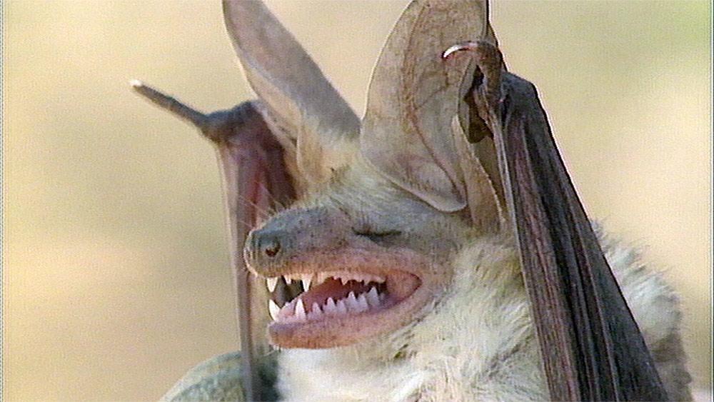 Bats