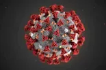 Genetic evidence supports theory COVID originated in market