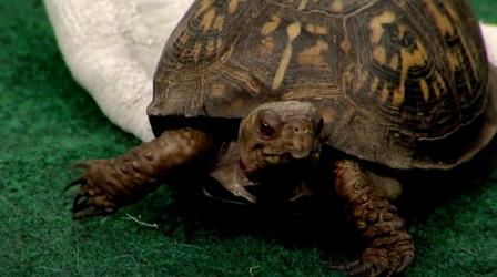 Video thumbnail: The Paw Report Paw Report Classic Episode - Talking Turtles