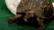 Paw Report Classic Episode - Talking Turtles