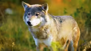 Into the History of Wolves