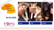01/16/2025 | Jello, Josh and Jonah| Mark's Furry Friends