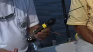 Sporty Fish | Gear Time