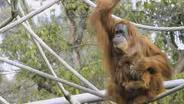Baby Orangutan Aisha
