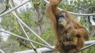 Baby Orangutan Aisha