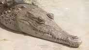 Lords of the Wetlands - Trailer
