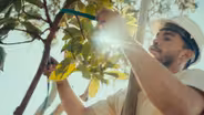 Why Los Angeles is Expanding The City's Tree Canopies