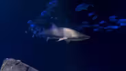 “OCEAN WONDERS: SHARKS”