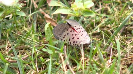Video thumbnail: NJ Spotlight News All NJ counties now in spotted lanternfly quarantine zone