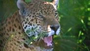 Return of the Wild in Argentina