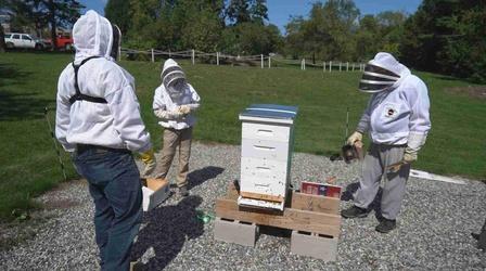 Video thumbnail: Roads to Recovery Beekeeping - Web Extra