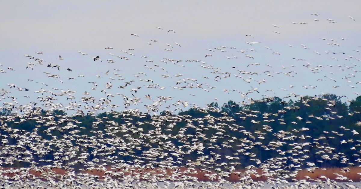 Flight Science Nature SCI NC | Preview | Science in Flight | Season 6 | PBS
