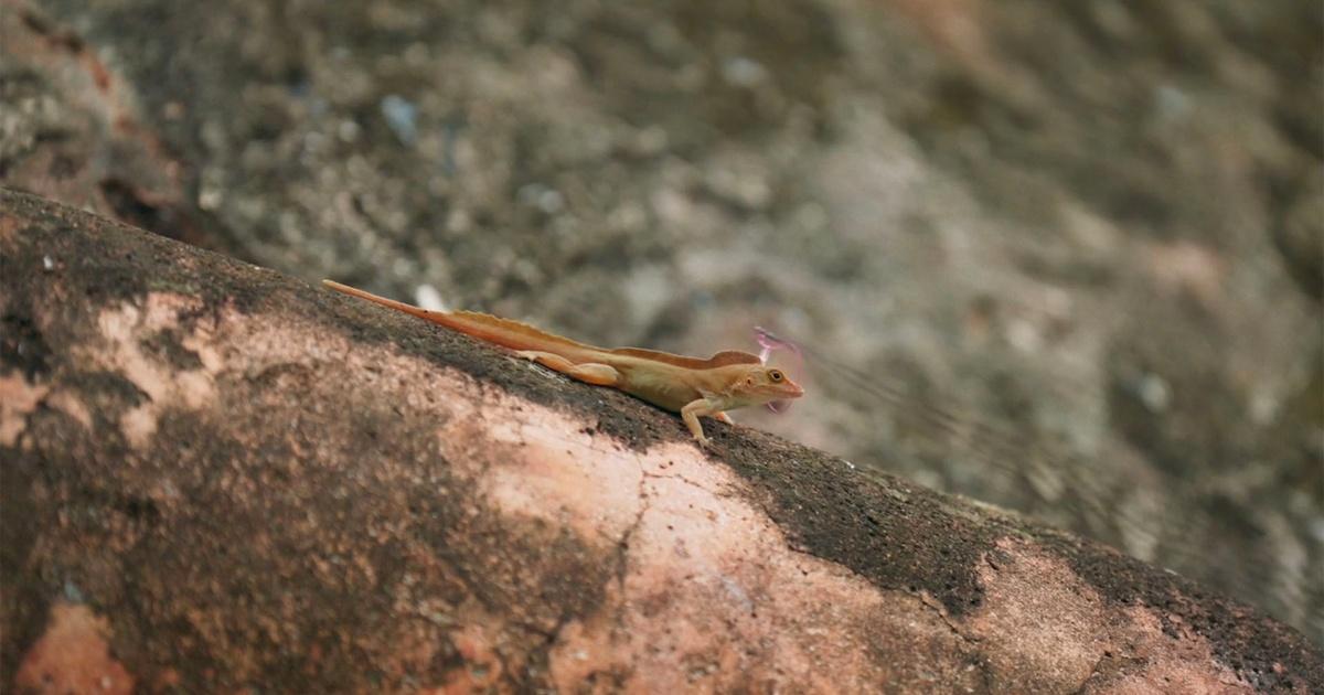 Lizard Catcher, Trying to make a real version of a digital …