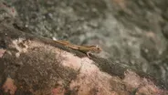 City vs. Forest Anole Adaptations of Puerto Rico